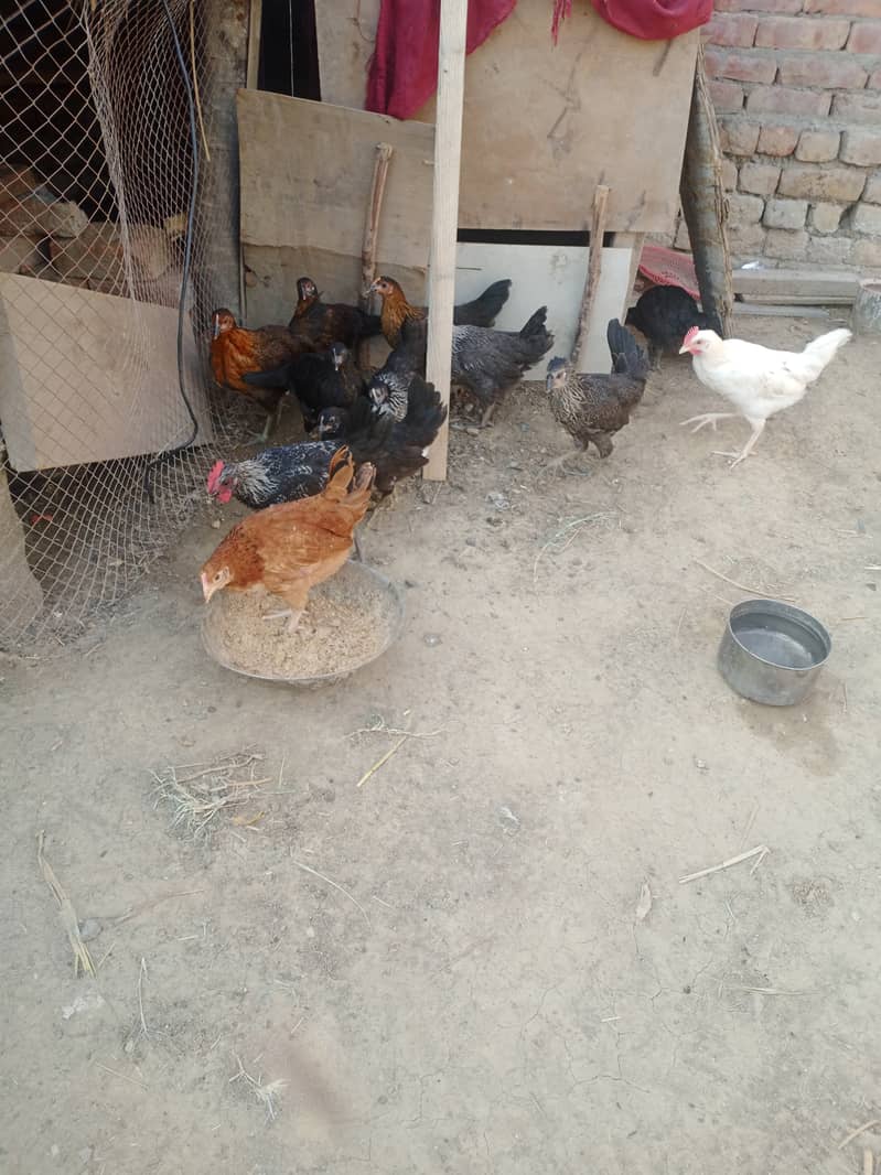 Golden misri and desi hens for sale 3