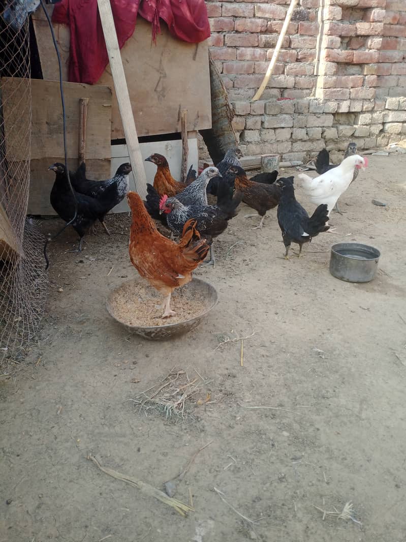 Golden misri and desi hens for sale 4