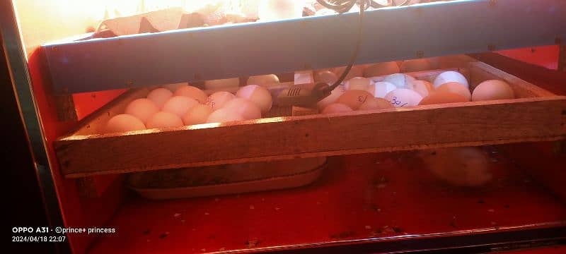 80 eggs incubator 2