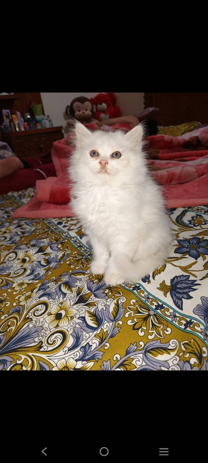 Persian Cat For Sale 0