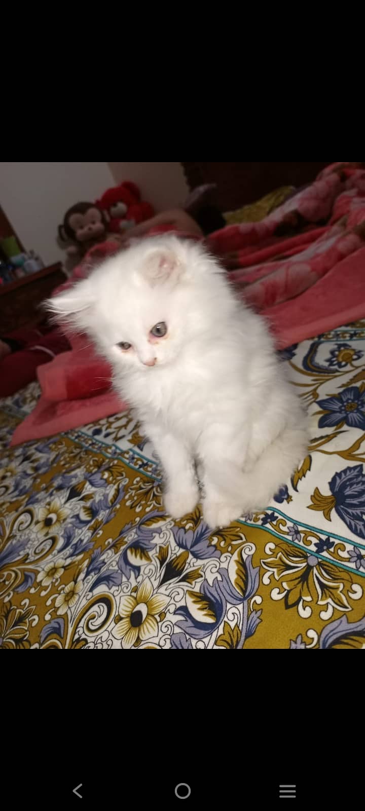 Persian Cat For Sale 1