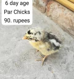 chicks 0