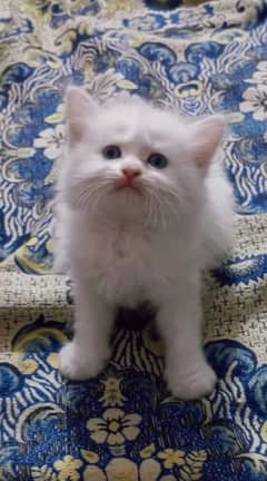 triple coated kitten blue eyes