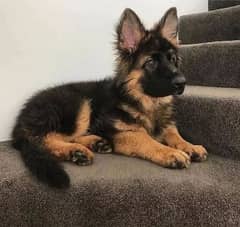 3  month German shepherd dog. Double Coated