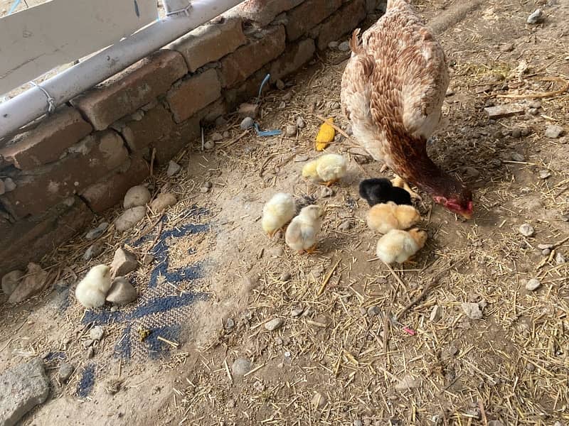 with 7 chicks 0