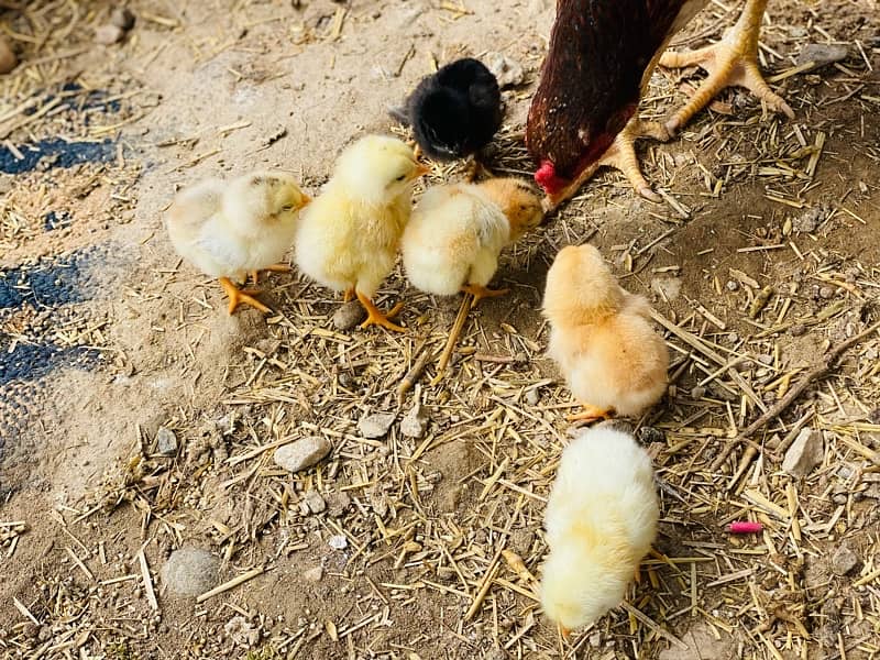 with 7 chicks 1