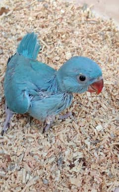 blue ringneck chick