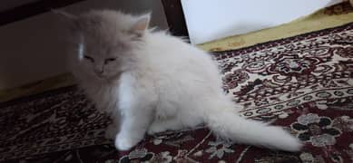 Triple-Coat Persian Cat