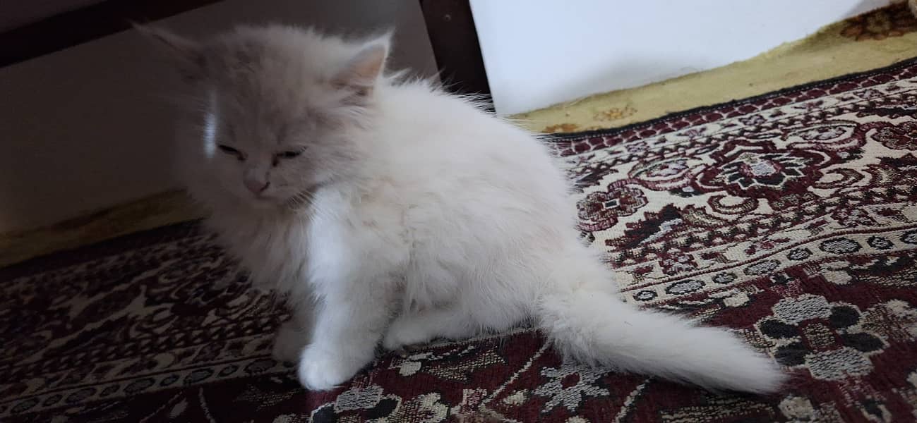 Triple-Coat Persian Cat 0