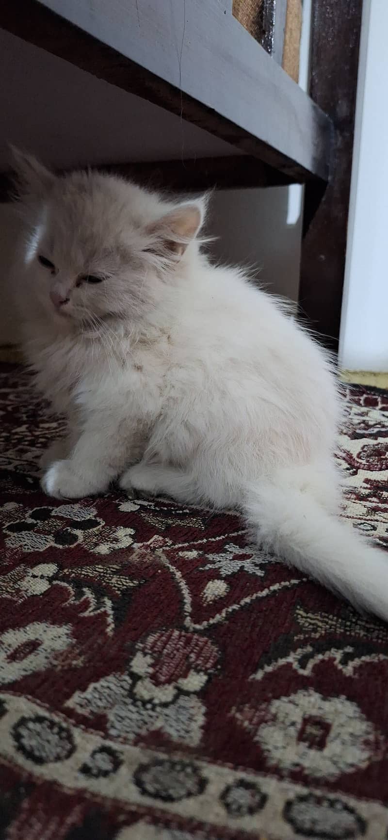 Triple-Coat Persian Cat 1
