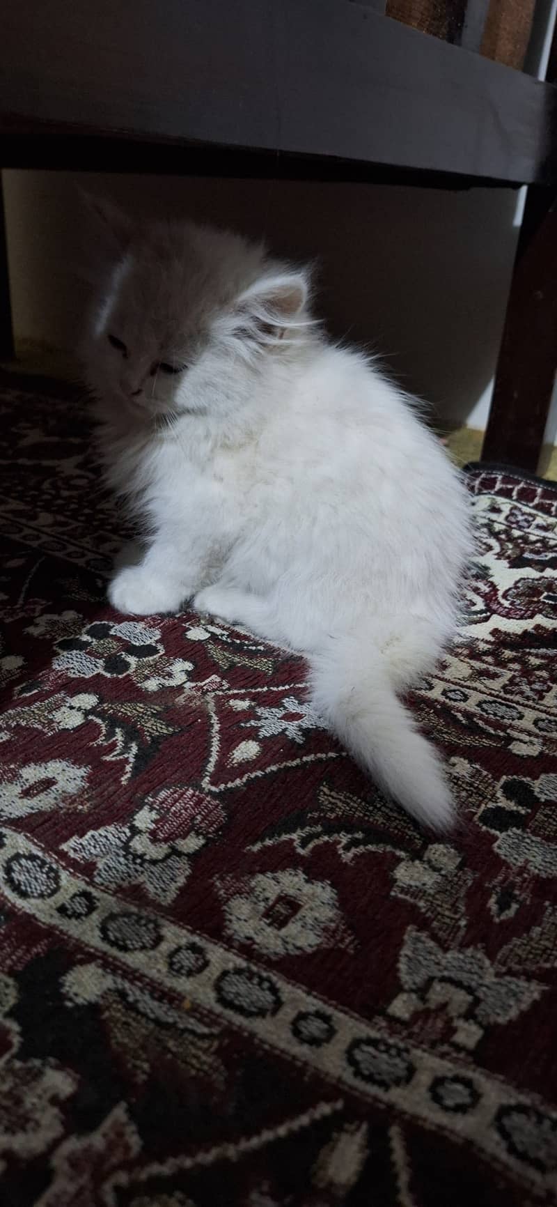 Triple-Coat Persian Cat 2