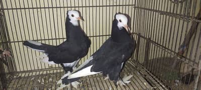 Beautiful Pigeons Pair