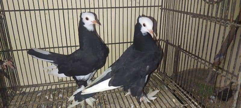 Beautiful Pigeons Pair 0
