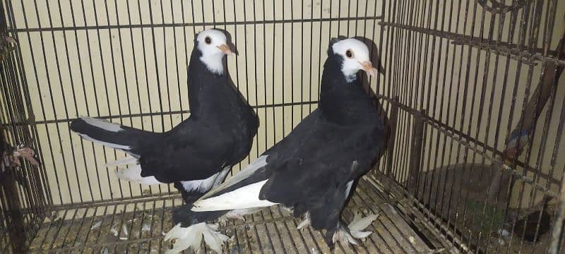 Beautiful Pigeons Pair 1