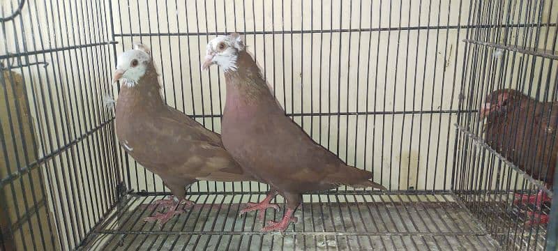 Beautiful Pigeons Pair 2