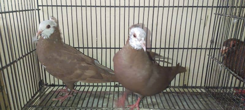 Beautiful Pigeons Pair 3
