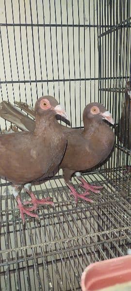 Beautiful Pigeons Pair 4