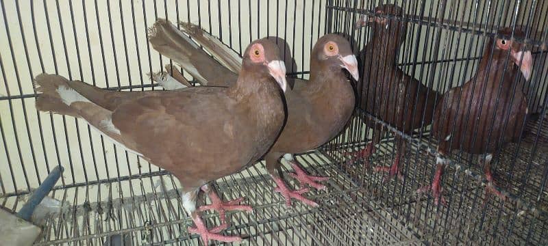 Beautiful Pigeons Pair 5