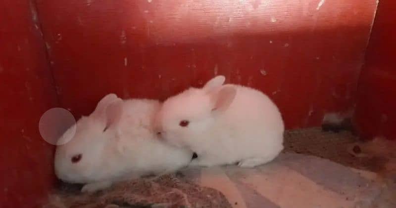 rabbit babies 0