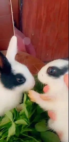 rabbit babies 1