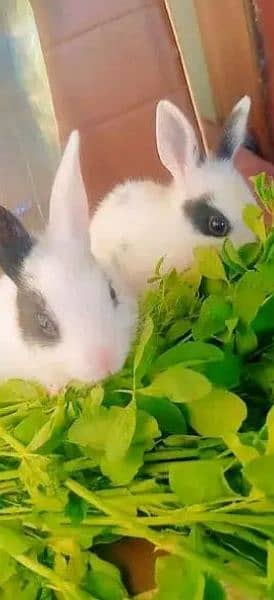 rabbit babies 2