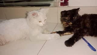 pair of double coated pair of Persian kittens 0