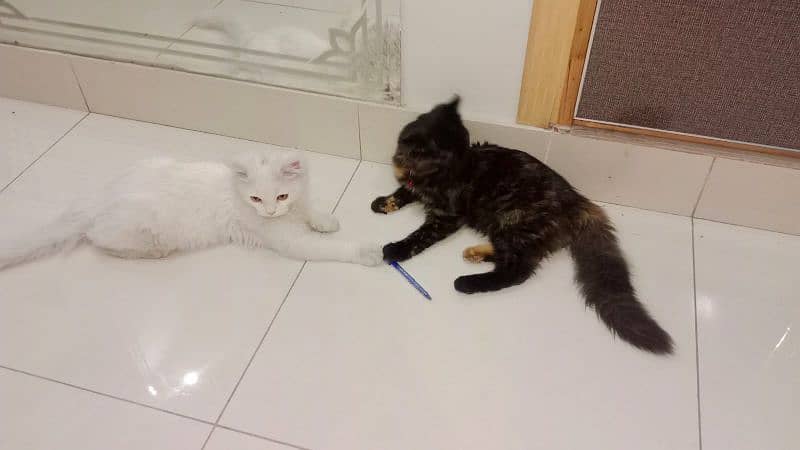 pair of double coated pair of Persian kittens 1