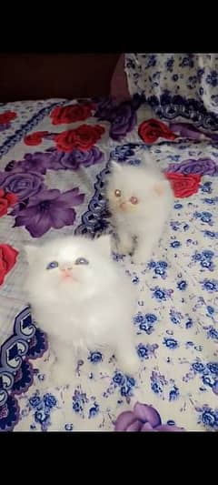 Persian Female Kitten 0