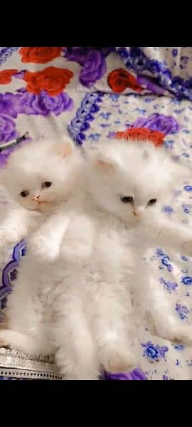 Persian Female Kitten 1