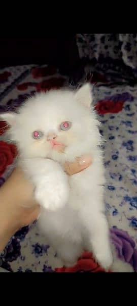 Persian Female Kitten 2