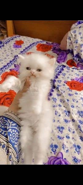 Persian Female Kitten 3
