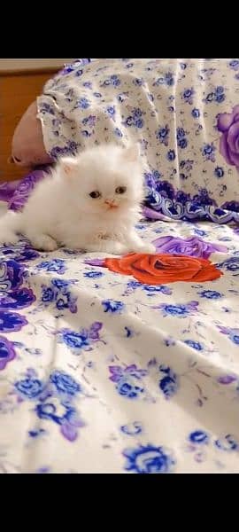 Persian Female Kitten 4