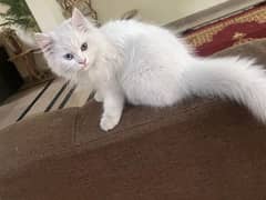 Persian Cat, Female , 3 months old