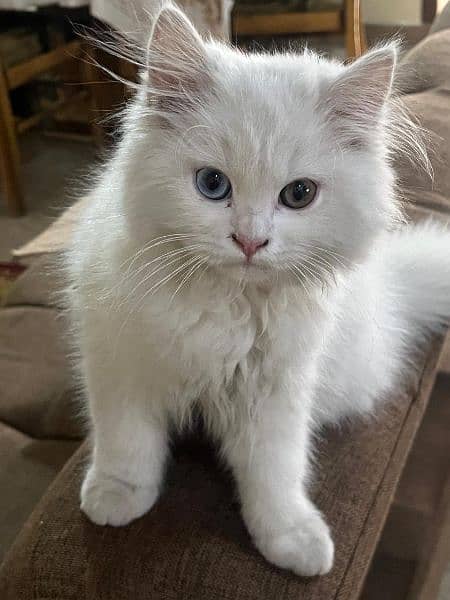 Persian Cat, Female , 3 months old 1
