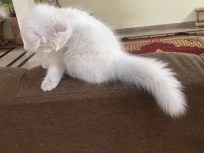 Persian Cat, Female , 3 months old 2