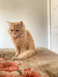 Ginger Persian 10 month old Male cat (Litter trained)