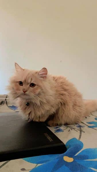 Ginger Persian 10 month old Male cat (Litter trained) 1
