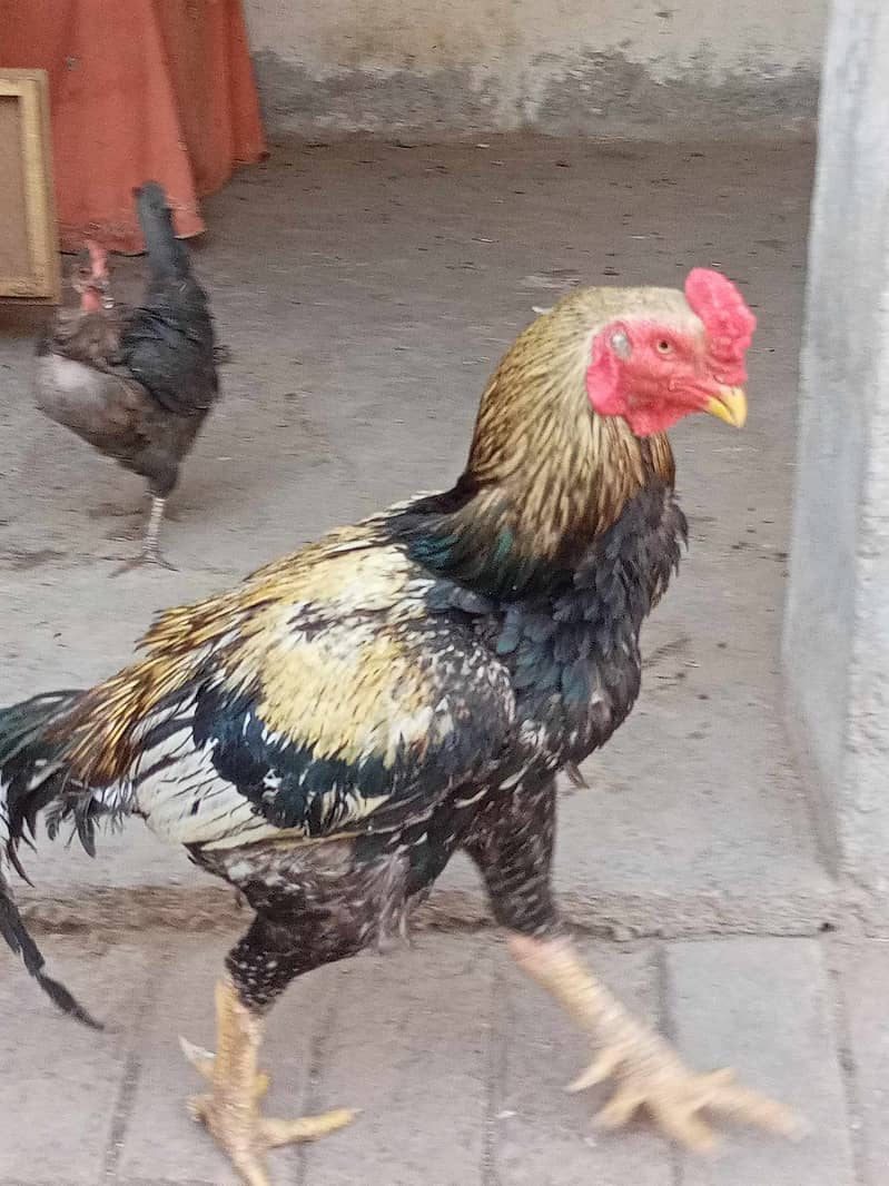 high quality jawa breeder aseel chicks heera aseel and mushka 1