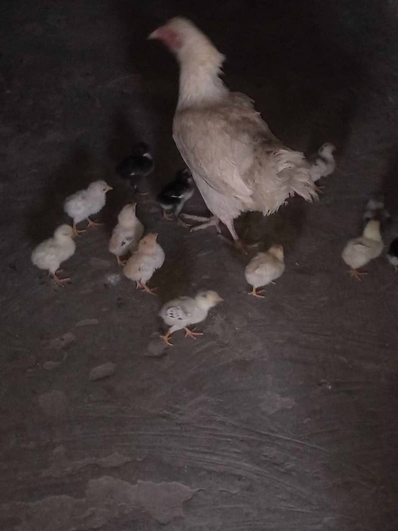 high quality jawa breeder aseel chicks heera aseel and mushka 4