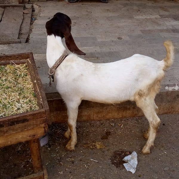 Bakra for sell 0