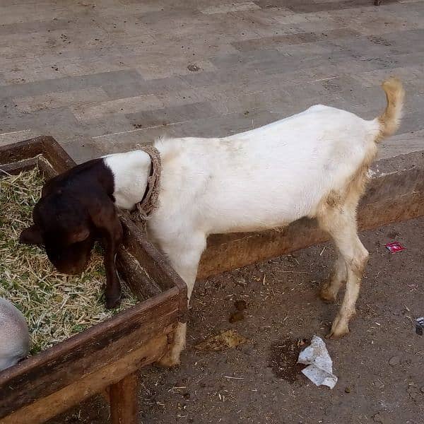 Bakra for sell 2