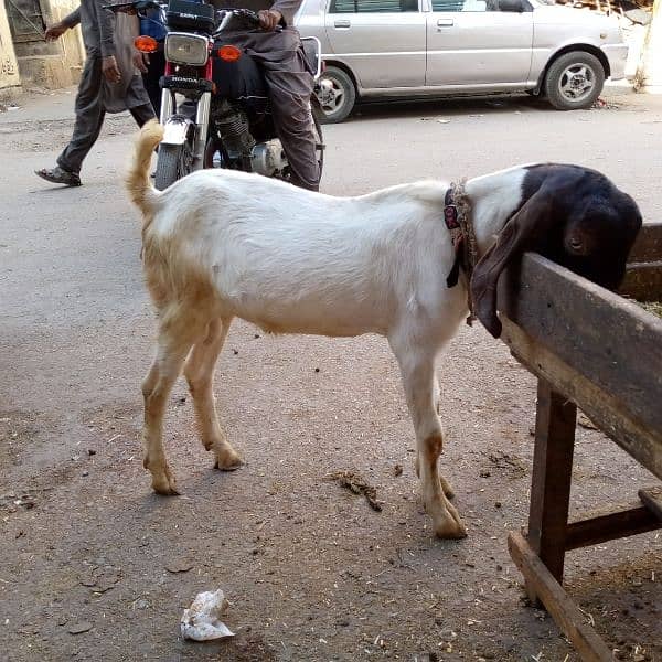 Bakra for sell 4