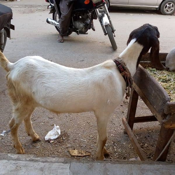 Bakra for sell 5