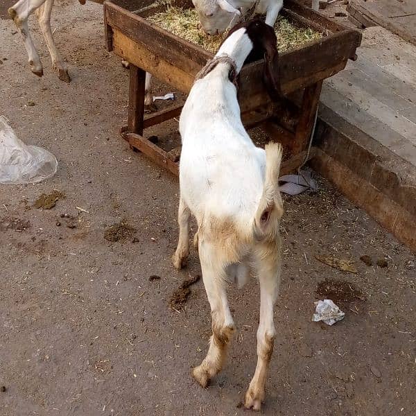 Bakra for sell 6