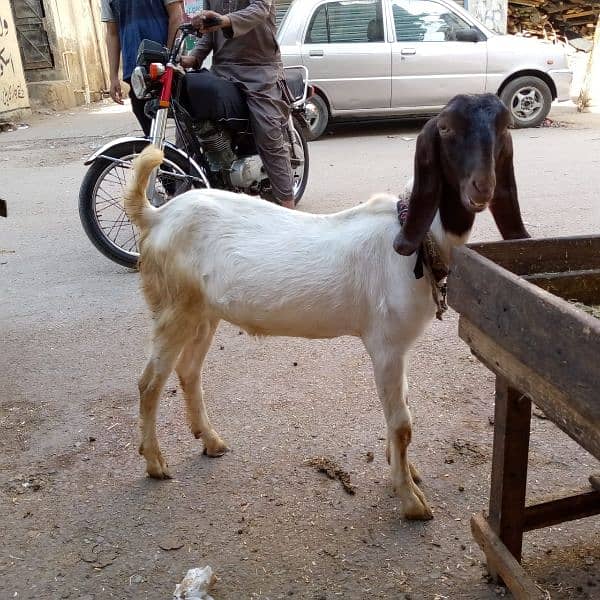 Bakra for sell 7