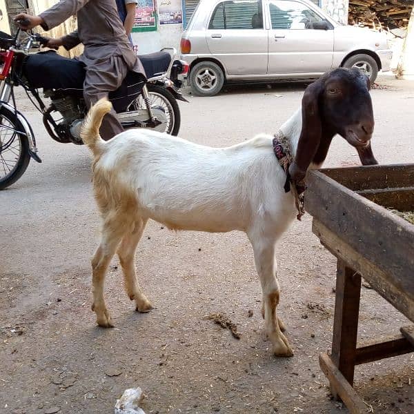 Bakra for sell 8