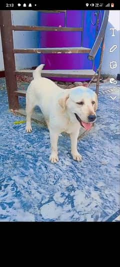 Labrador yellow colour family dog and also playing with baby