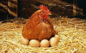 Aseel hen with 5 healthy chicks