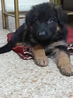 GSD Female puppy for new home