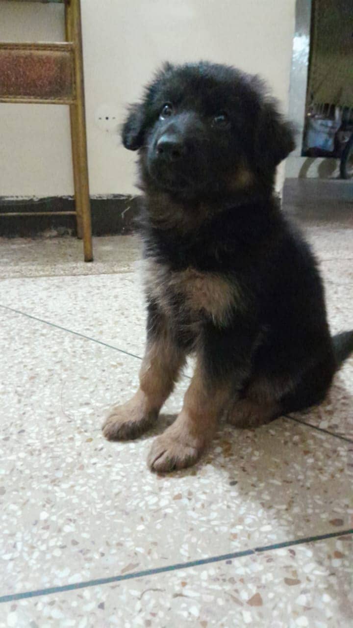 GSD Female puppy for new home 1
